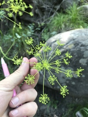Peucedanum ruthenicum