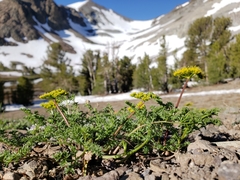 Cymopterus terebinthinus albiflorus