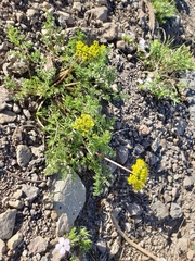 Cymopterus terebinthinus albiflorus