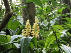 Calanthe