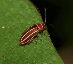 Disonycha conjugata