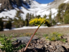 Cymopterus terebinthinus albiflorus
