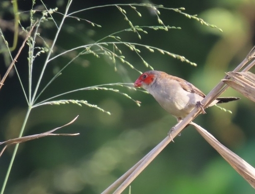 Orange-cheeked Waxbill