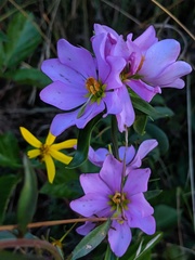 Sabatia capitata