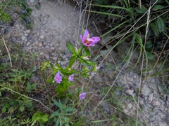 Sabatia capitata