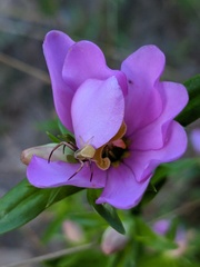 Sabatia capitata
