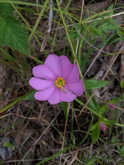 Sabatia capitata