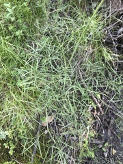 Peucedanum ruthenicum