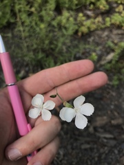 Dianthus cretaceus