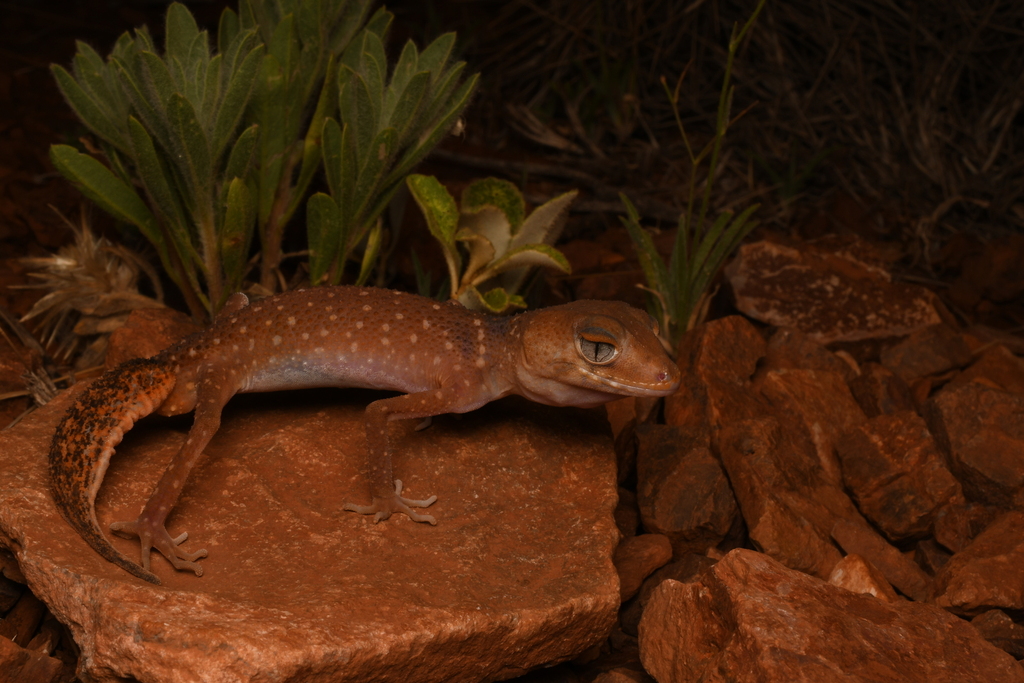 Pilbara Barking Gecko