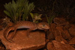 Pilbara Barking Gecko photo 1
