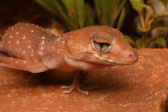 Pilbara Barking Gecko photo 2