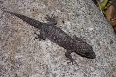 Phyllodactylus delcampoi