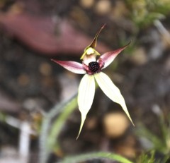 Caladenia macrostylis