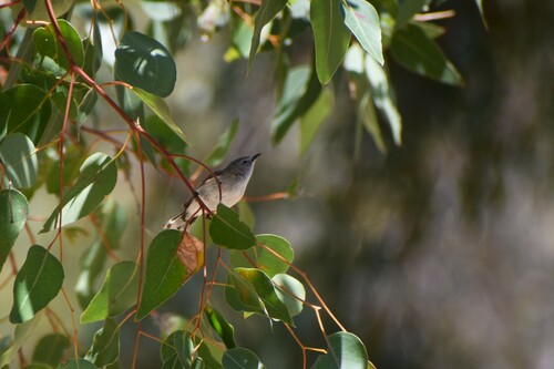 Western Gerygone (Gerygone fusca), photo 10