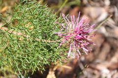Isopogon
