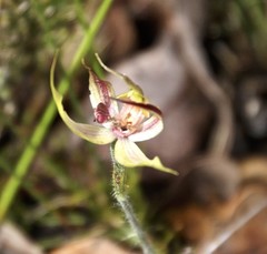 Caladenia macrostylis
