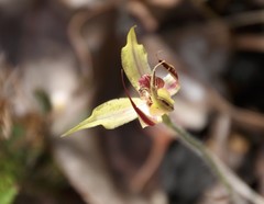 Caladenia macrostylis