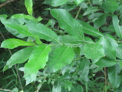 Salix gracilistyla