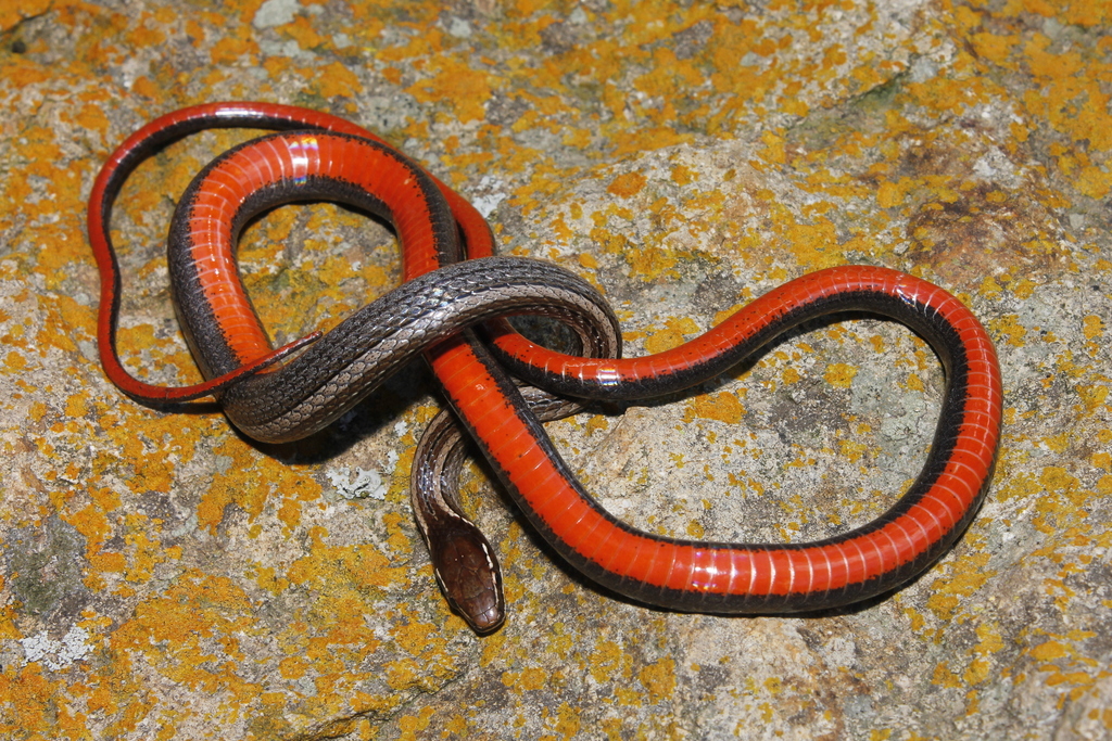 Western Graceful Brown Snake