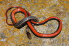 Western Graceful Brown Snake - Photo (c) Alejandro Calzada, some rights reserved (CC BY-NC), uploaded by Alejandro Calzada