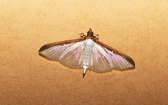 Cydalima laticostalis