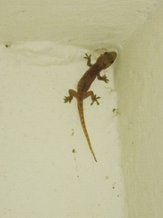 Hemidactylus frenatus