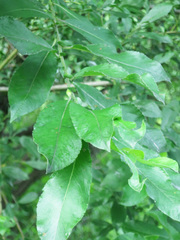 Salix gracilistyla