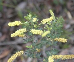 Acacia drummondii