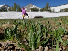 Primula tetrandra