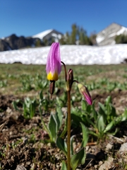 Primula tetrandra