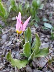 Primula tetrandra