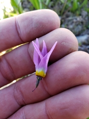 Primula tetrandra