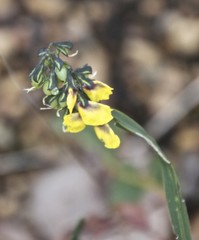 Sphaerolobium alatum