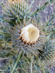 Cirsium scariosum