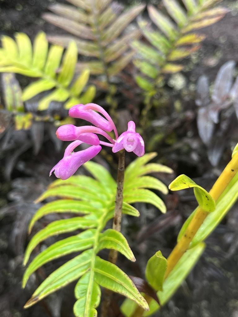 Dendrobium erosum (Blume) Lindl.