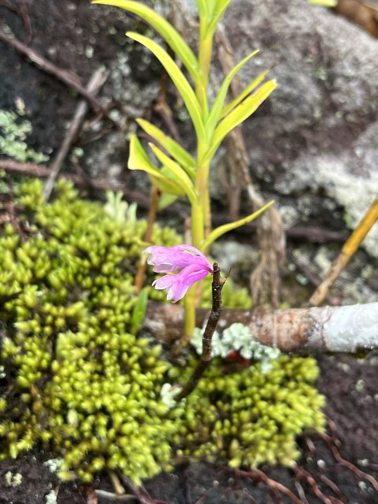 Dendrobium erosum (Blume) Lindl. 2