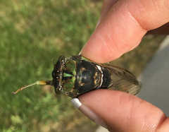 Neotibicen tibicen tibicen