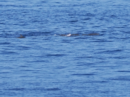 Dwarf Sperm Whale (Kogia sima)