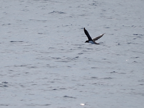Tahiti Petrel (Pseudobulweria rostrata), photo 4