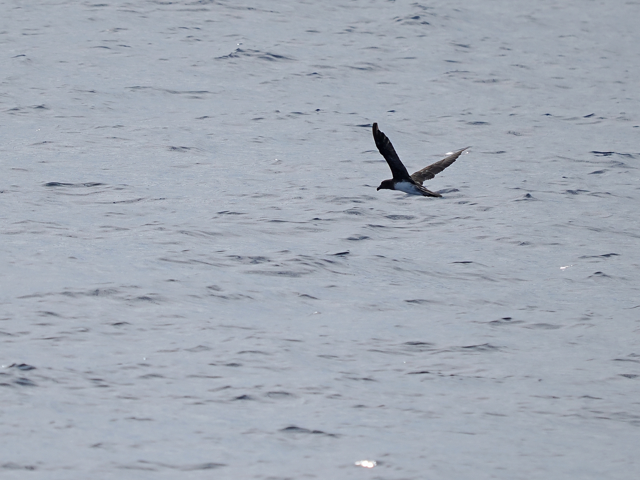 Tahiti Petrel (Pseudobulweria rostrata), photo 4