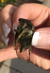 Neotibicen tibicen tibicen