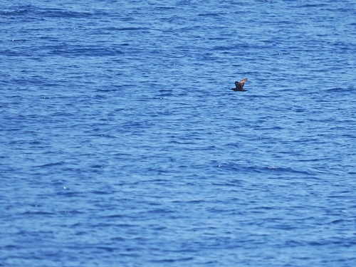 Heinroth's Shearwater (Puffinus heinrothi)