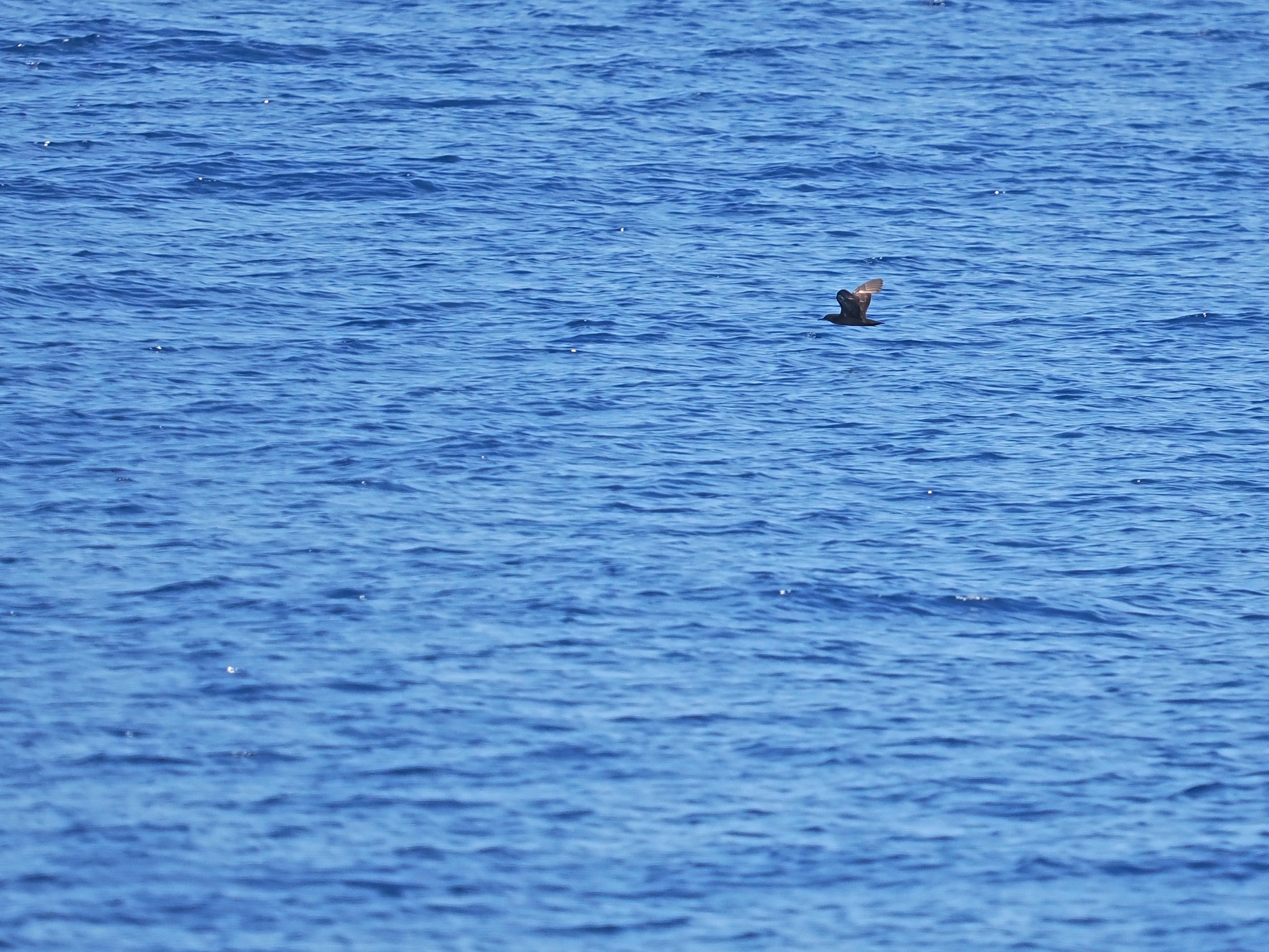 Heinroth's Shearwater (Puffinus heinrothi), photo 1