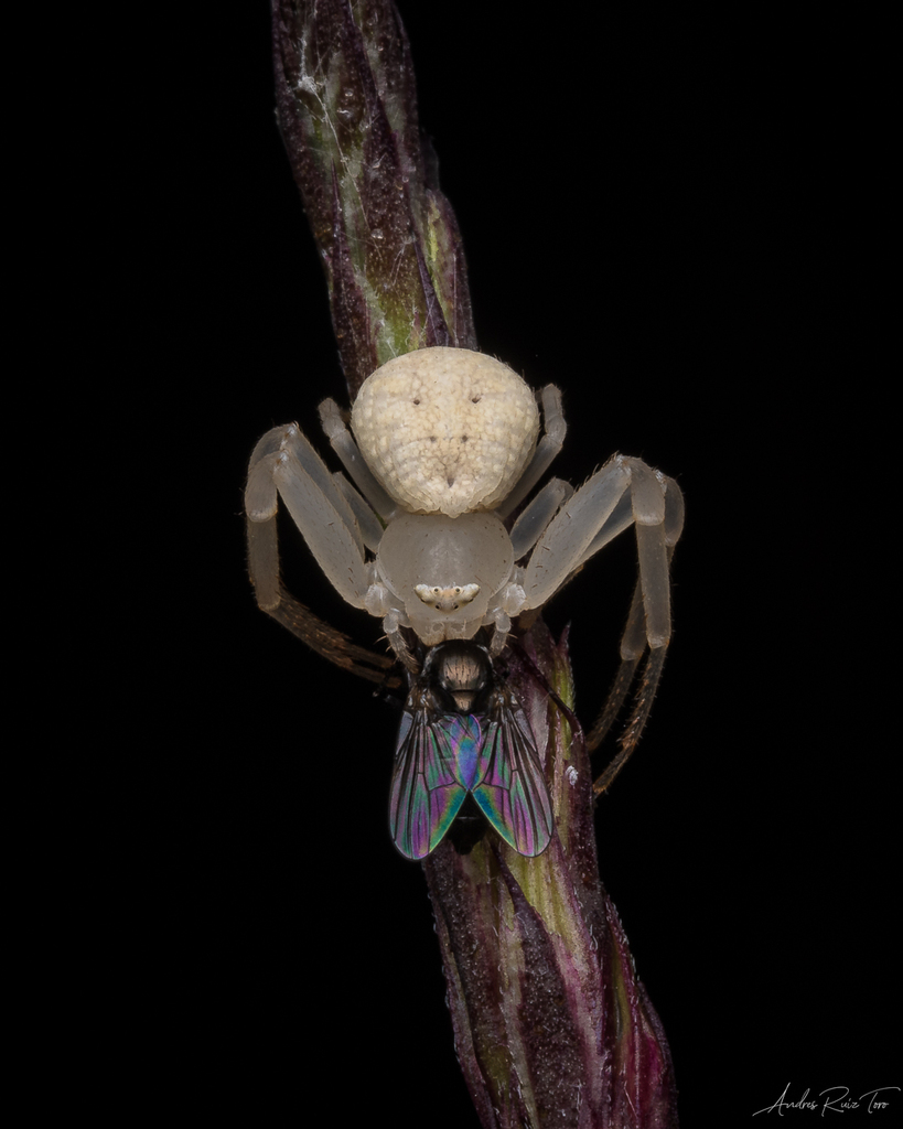 Misumessus quinteroi