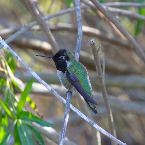 iNaturalist observation photo of Anna's Hummingbird