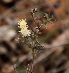 Petrophile squamata
