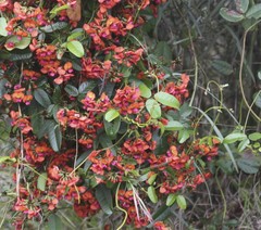Kennedia coccinea