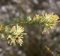 Petrophile serruriae
