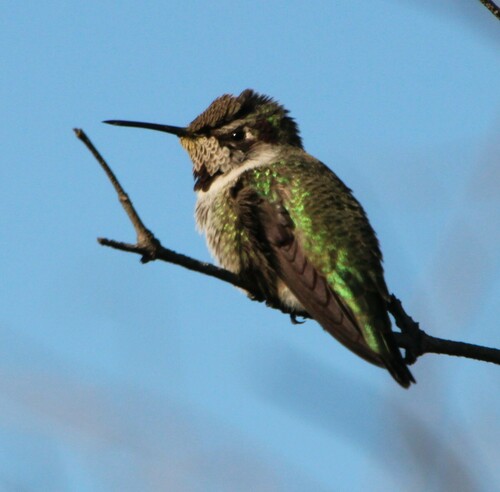 iNaturalist observation photo of Anna's Hummingbird